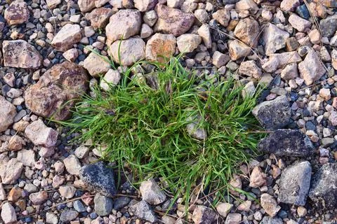 Green grass on stone background Stock Photos