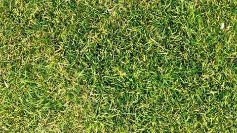 Green Grass Stop Motion Texture Background VJ Seamless Loop 動画素材 104304829