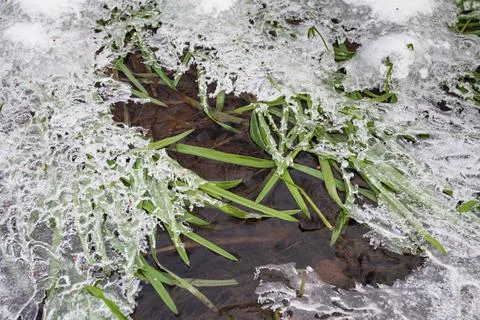 The green grass in the stream is covered with ice Stock Photos