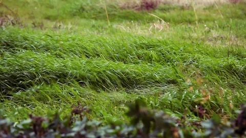 Green grass on a strong wind, a hurricane in Italy Abruzzo region  Vidéo 99102359