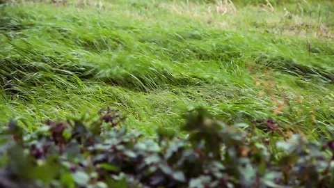 Green grass on a strong wind, a hurricane on a cloudy winter day Stock Footage 99102504