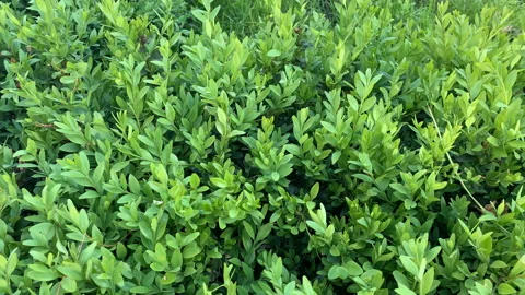 Green grass summer background Stock Footage 154659007