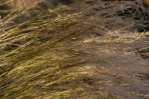 Green grass at summer background or texture Foto stock