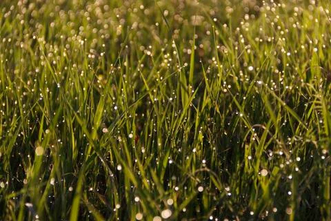 Green grass at summer background or texture Foto stock