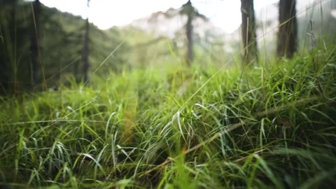 Green grass on summer day Stock-Footage 152077236