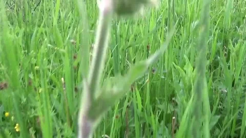 Green grass in summer field motion subjective camera shutting footage Stock Footage 81328700