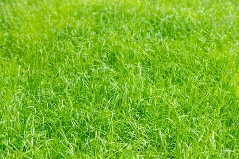 Green grass on summer field, texture background Stock Photos