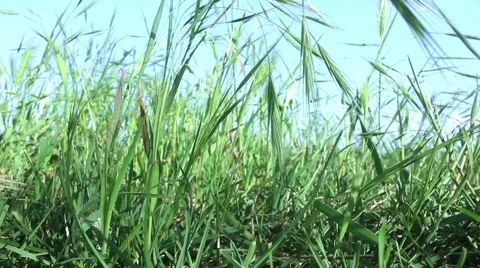 Green grass of summer Stock Footage 50587436