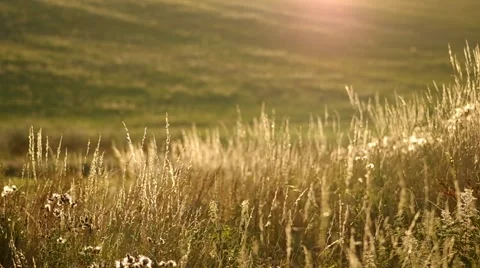 Green grass in summer Stock Footage 54358338