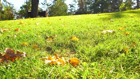 Green grass in summer Stock Footage 101131381