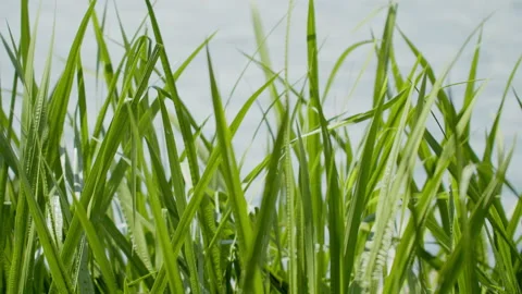 Green grass summer Video stock 200581411