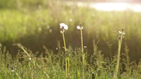 Green Grass in Summer Park Stock Footage 68933698