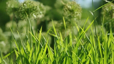 Green Grass in Summer Park Stock Footage 163878652