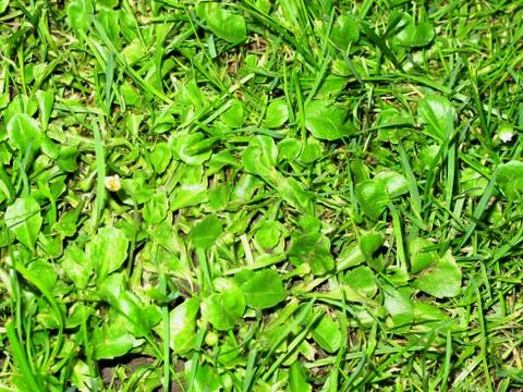 Green grass in summer Stock Photos