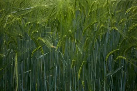 Green grass in summer 库存照片