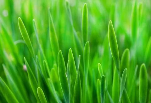 Green grass in summer, selective focus Foto stock