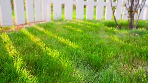 Green grass in the sun, close up. Warm summer day outside the city. Hard shadows Stock Footage 239998242