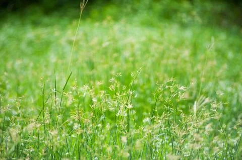 Green grass with sun light Stock Photos