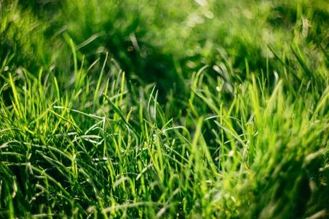 Green grass, sun, macro Stock Photos