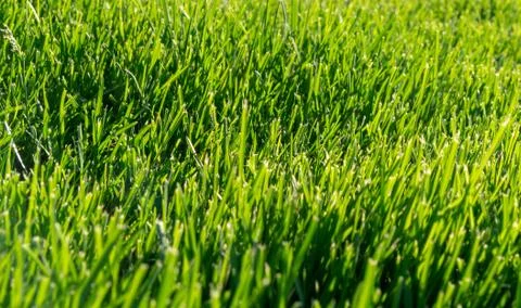 Green grass in the sun 写真素材