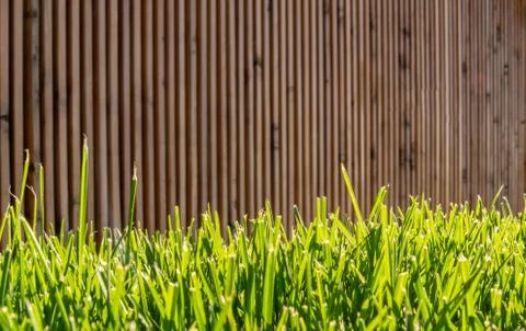 Green grass in the sun Stock Photos