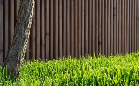 Green grass in the sun Foto stock