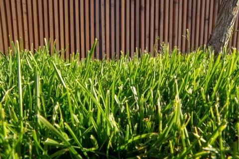 Green grass in the sun Stock Photos