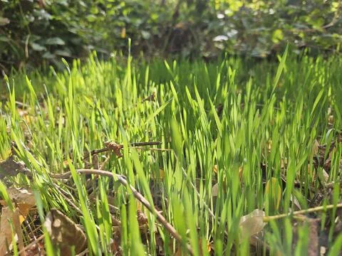 Green grass on sun rays Stock Photos