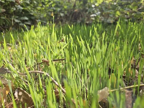 Green grass on sun rays Stock Photos