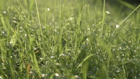 Green grass in the sun at sunset Stock Footage 81880097