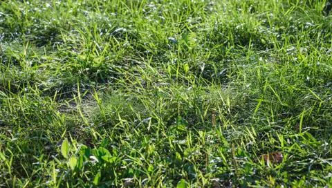 Green grass on sunlight background Stock Photos