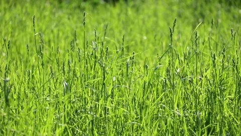 Green grass in sunlight, close up Stock Footage 310094529