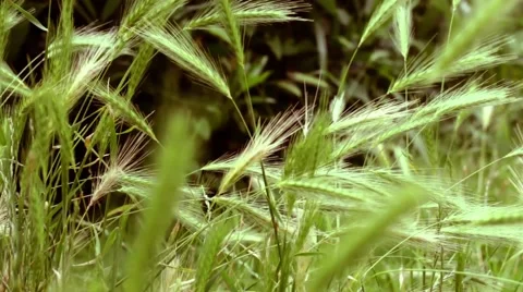 Green Grass Sunlight 動画素材 64973829