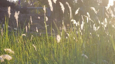 Green grass with sunlight Stock Footage 84809709