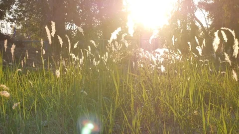 Green grass with sunlight Stock Footage 84809914