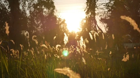 Green grass with sunlight Stock Footage 84810076
