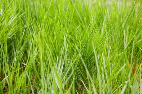 Green grass in sunlight Foto stock