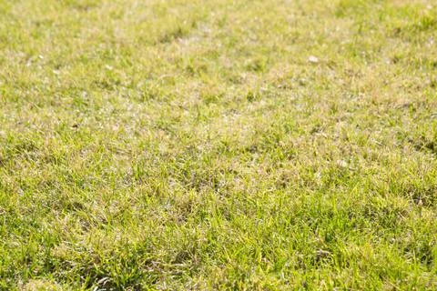 Green grass in sunlight Stock Photos