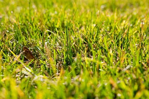 Green grass in sunlight Stock Photos