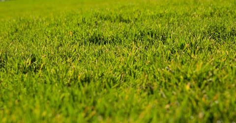 Green grass in sunlight Stock-Fotos
