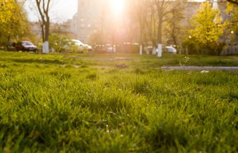 Green grass in sunlight Stock Photos