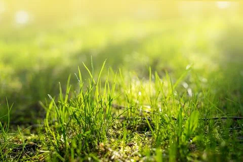 Green Grass With Sunlight. Stock Photos
