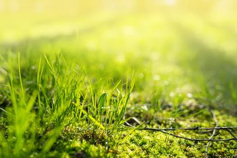 Green Grass With Sunlight. Stock Photos