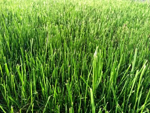 Green grass sunlit Stock Photos