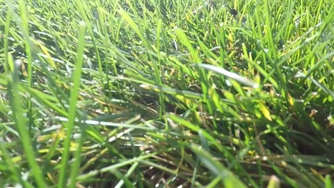 Green grass on a sunny day Stock Footage 152641669