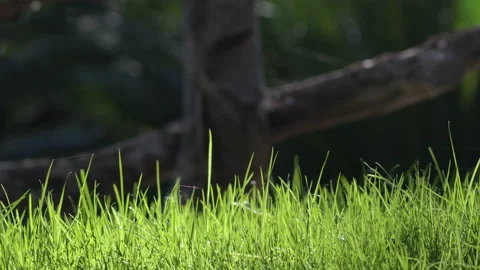 Green grass a sunny day Stock Footage 166889579