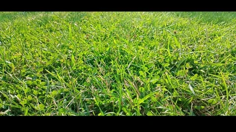 Green grass on a sunny day Stock Footage 311780227
