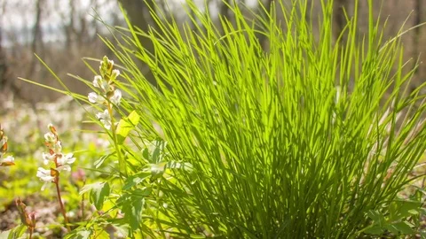 Green grass on a sunny spring day. Video stock 80796114