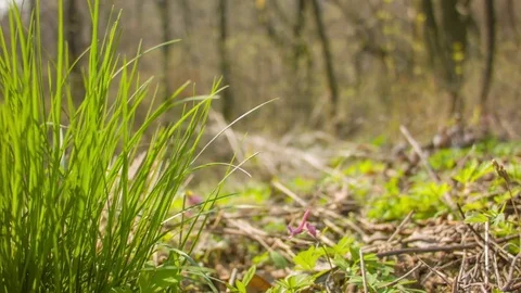 Green grass on a sunny spring day. Vídeo Stock 80796812