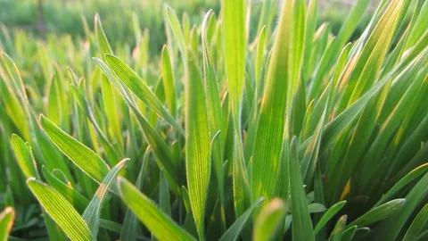 Green grass at sunrise Video stock 129041804